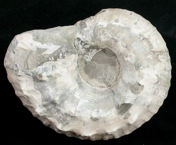 D Ammonite (Liparoceras) - Gloucestershire, UK #10708